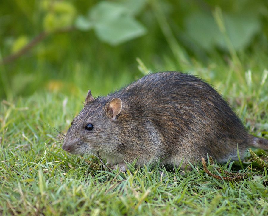Eliminar plaga de ratas y ratones