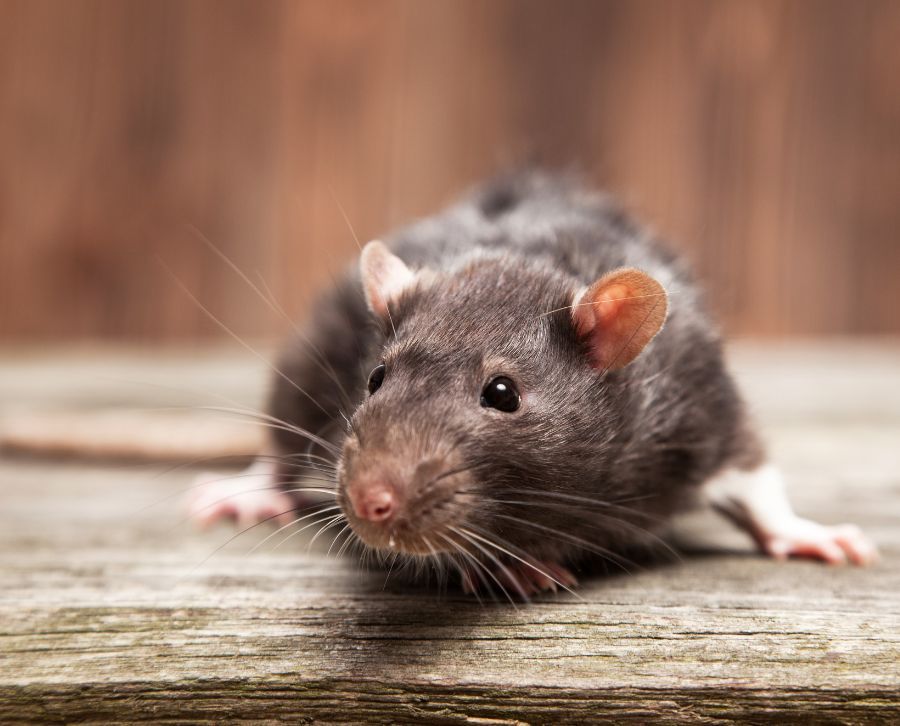 Ratones en casa, cómo eliminarlos