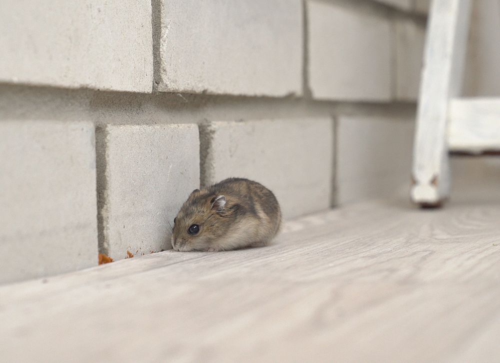 Plaga de ratones en Alicante