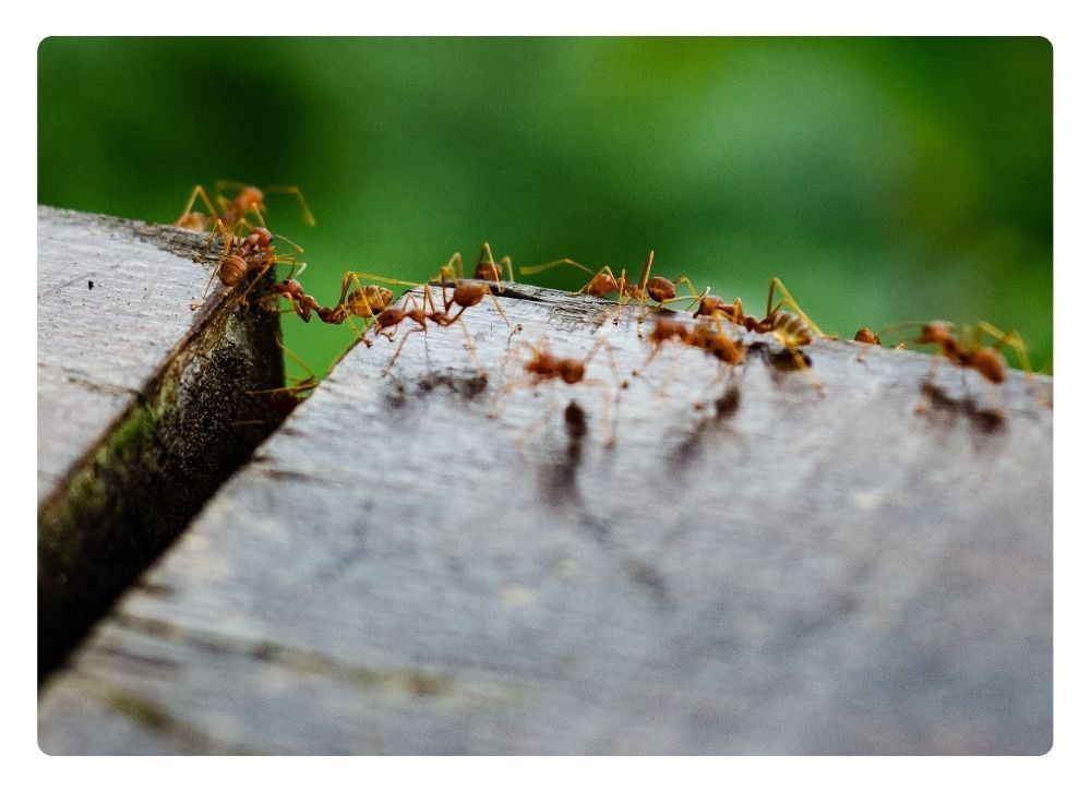 plagas de insectos