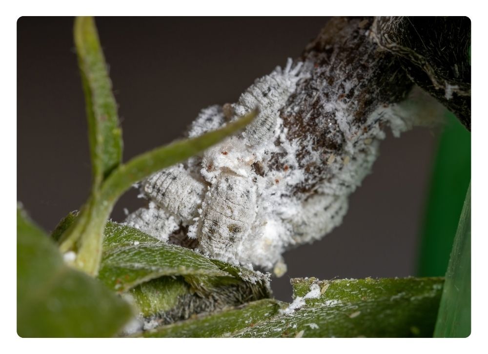 plagas de insectos en Alicante