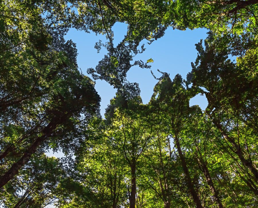 Salud ambiental