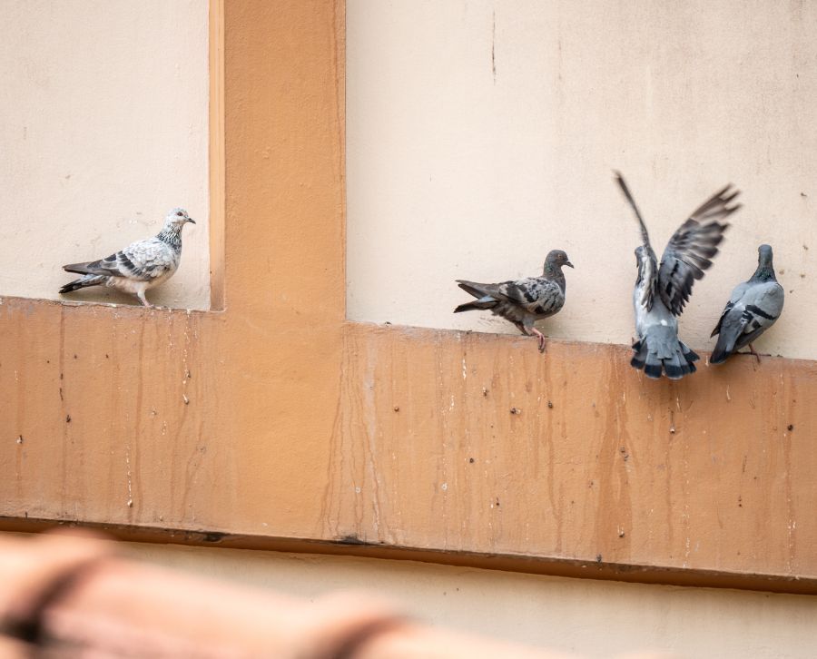 Control de plagas de palomas