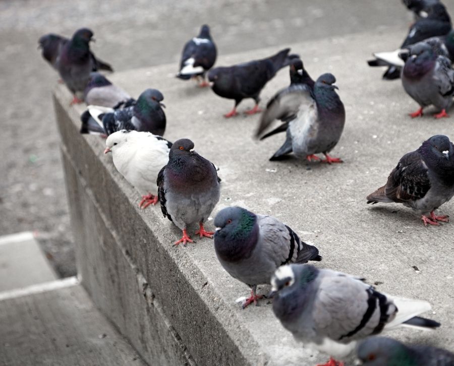 control de plagas de palomas