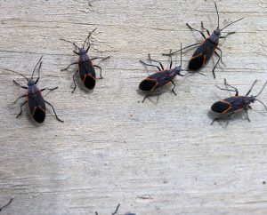 bichos en casa