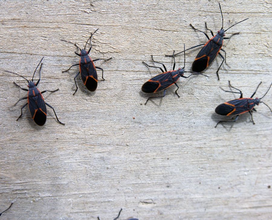 bichos en casa