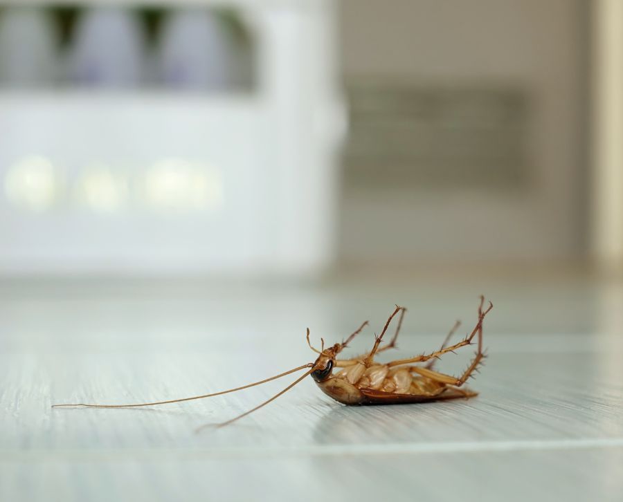 bichos en casa