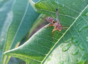 avispa asiatica