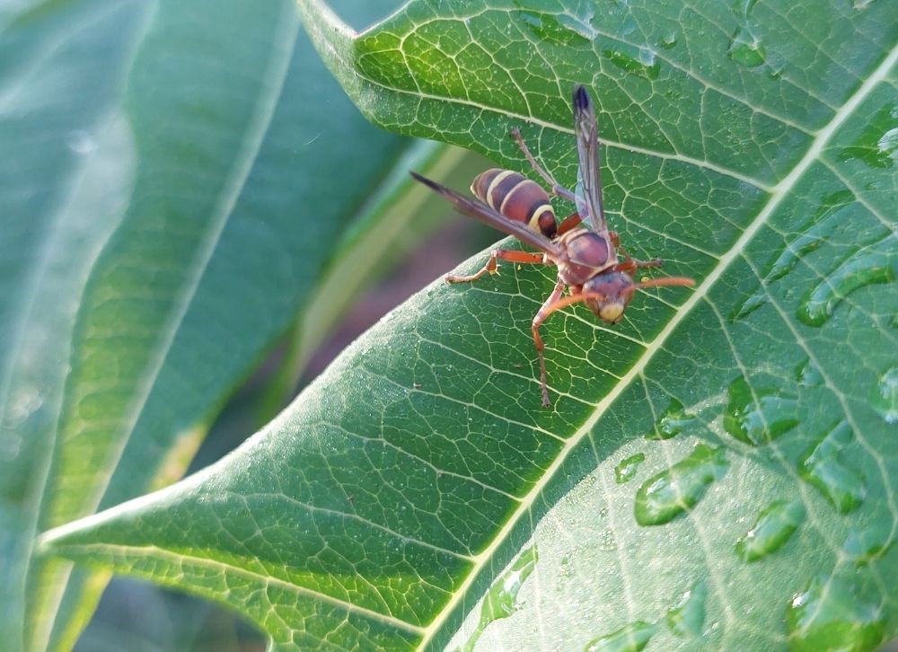 avispa asiatica