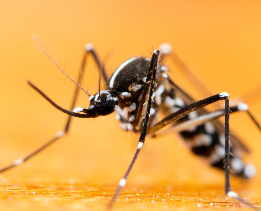 mosquito tigre
