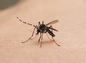 mosquitos tigre en invierno